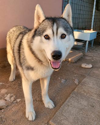 Cane husky