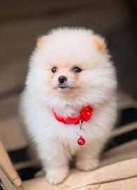VOLPINI SPITZ di POMERANIA CUCCIOLI - pag rateale