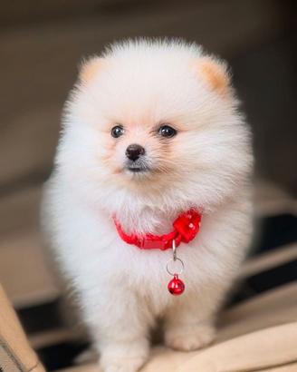 VOLPINI SPITZ di POMERANIA CUCCIOLI - pag rateale