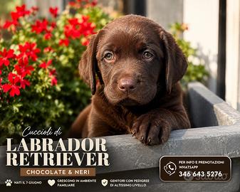 Labrador con pedigree a Bergamo