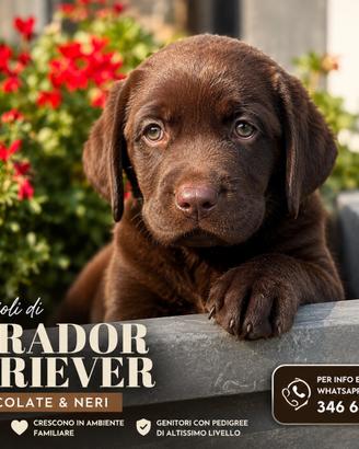 Labrador con pedigree a Bergamo