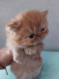 Gattino Persiano