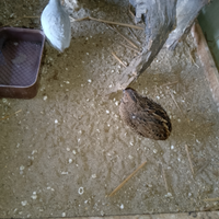 Quaglie