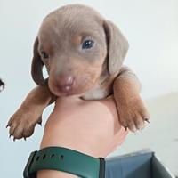 Bassotto nano isabella tan