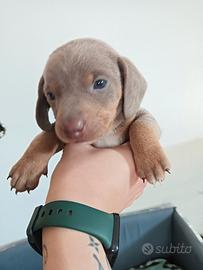 Bassotto nano isabella tan