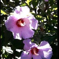 Piante di ibiscus cinese