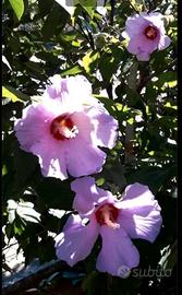 Piante di ibiscus cinese