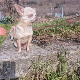 Chihuahua maschio e femmina