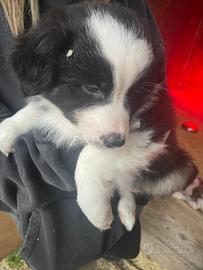 Cuccioli di border collie