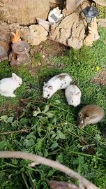 Conigli nani cuccioli