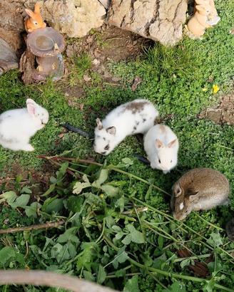 Conigli nani cuccioli