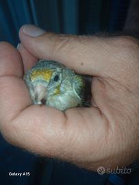 Uccelli