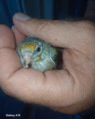 Uccelli