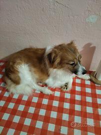 Cagnoline meticcio e volpino