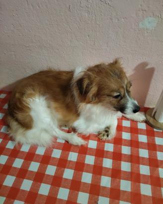 Cagnoline meticcio e volpino