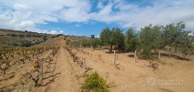 Vigneto di Malvasia con oliveto