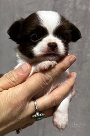 Chihuahua pelo lungo