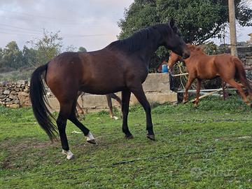 Animali