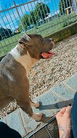 Amstaff