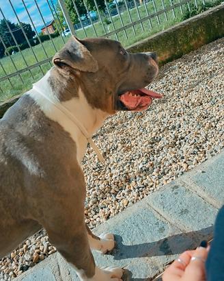 Amstaff