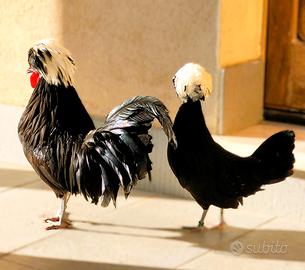 GALLINE OLANDESI COL CIUFFO disponibili pulcini