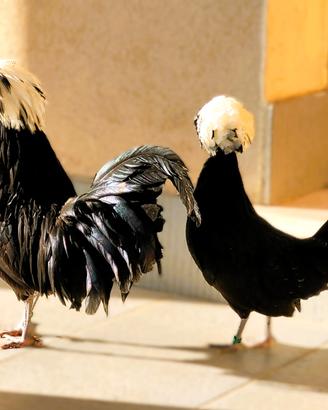 GALLINE OLANDESI COL CIUFFO disponibili pulcini