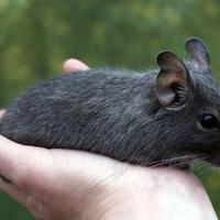Cuccioli di degu del cile a milano entro 01/06