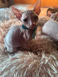 Sphynx m