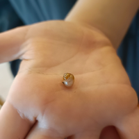 Cuccioli di lumaca gigante africana