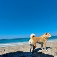 Accoppiamento Shiba Inu