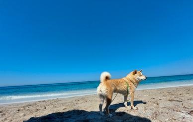 Accoppiamento Shiba Inu