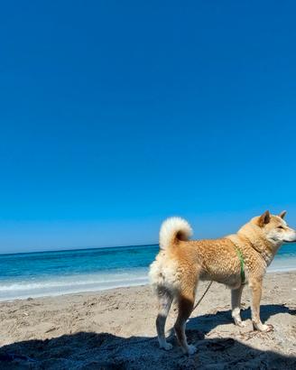 Accoppiamento Shiba Inu