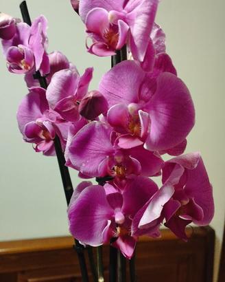 Pianta Orchidea
