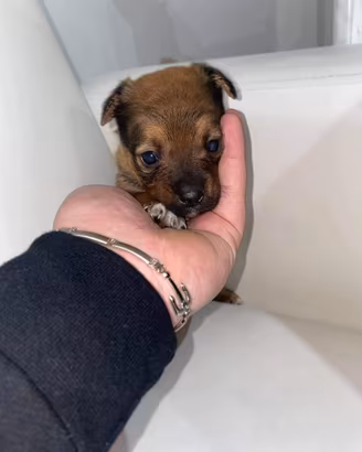 Pincher chihuahua Toy da borsetta