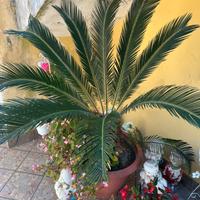 Cycas