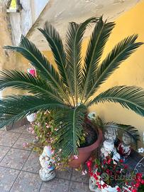 Cycas