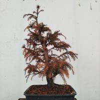 Bonsai Cryptomeria Japonica