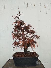 Bonsai Cryptomeria Japonica