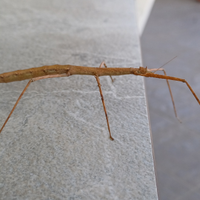 Insetti stecco per allevamento