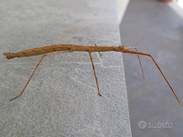 Insetti stecco per allevamento