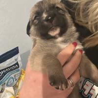 Cuccioli di razza mista