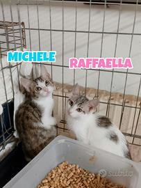 Michele e Raffaella gattini di tre mesi