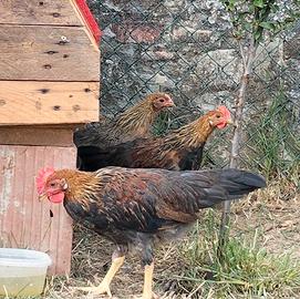 Livornese collo oro