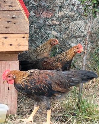 Gallina gallo Livornese collo oro