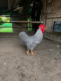 Gallo Amrock