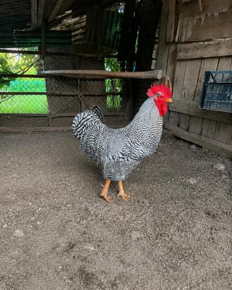 Gallo Amrock