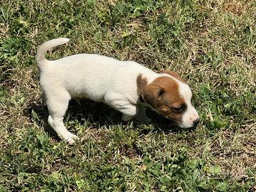 Jack russel