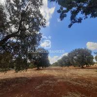 Terreno agricolo - San Vito dei Normanni