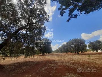 Terreno agricolo - San Vito dei Normanni