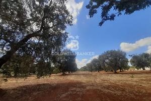 Terreno agricolo - San Vito dei Normanni